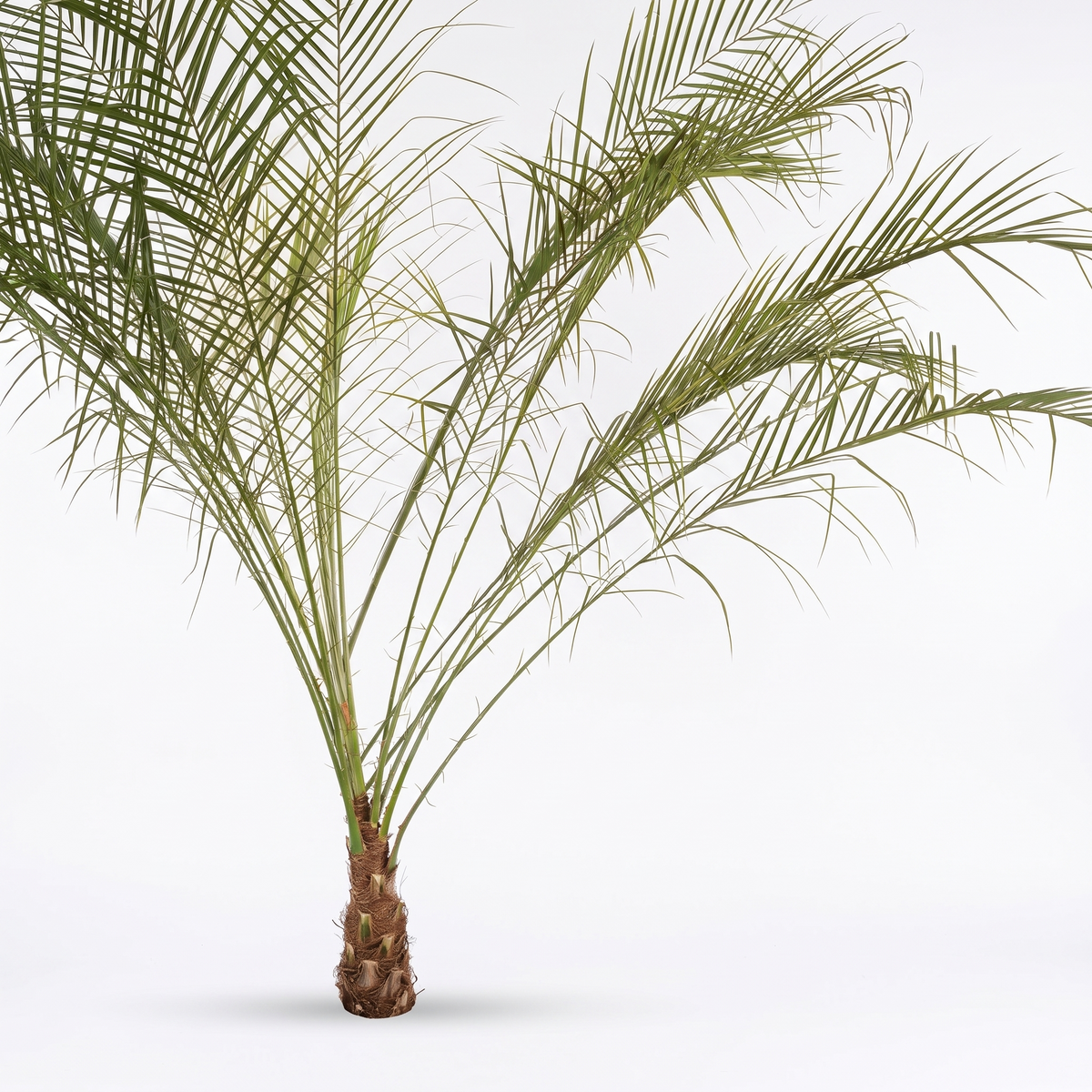 Product on white background